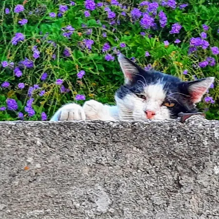 Feriehus La Luna Nel Pozzo *